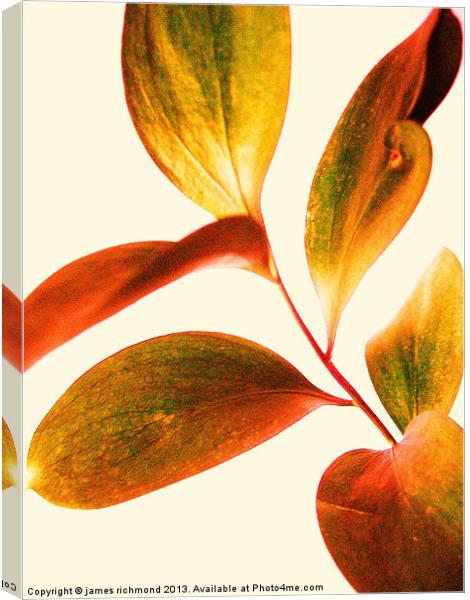 Leaf Study Canvas Print by james richmond