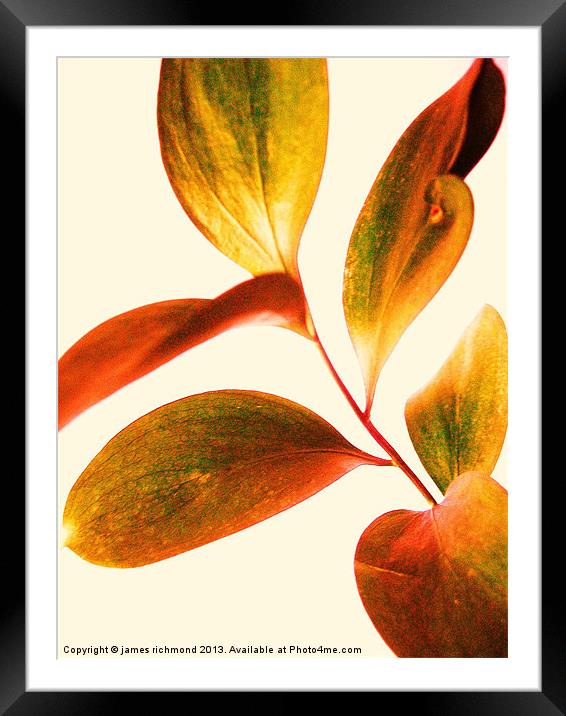 Leaf Study Framed Mounted Print by james richmond