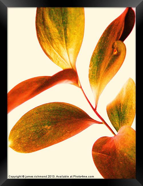 Leaf Study Framed Print by james richmond