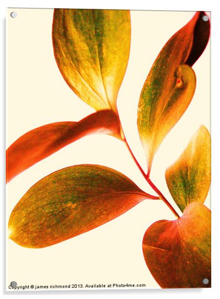 Leaf Study Acrylic by james richmond