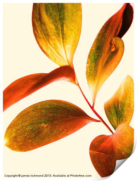 Leaf Study Print by james richmond