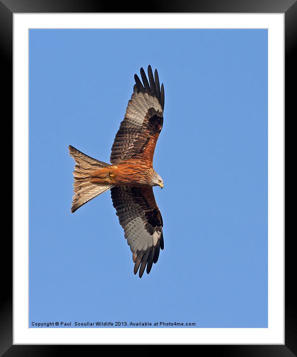 Red Kite Framed Mounted Print by Paul Scoullar