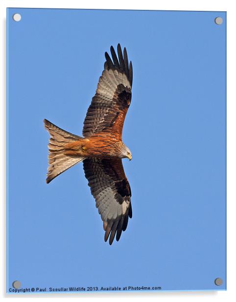 Red Kite Acrylic by Paul Scoullar