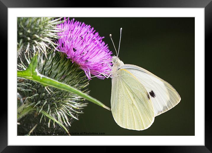 White Butterfly Feeding Framed Mounted Print by Wendy Cooper