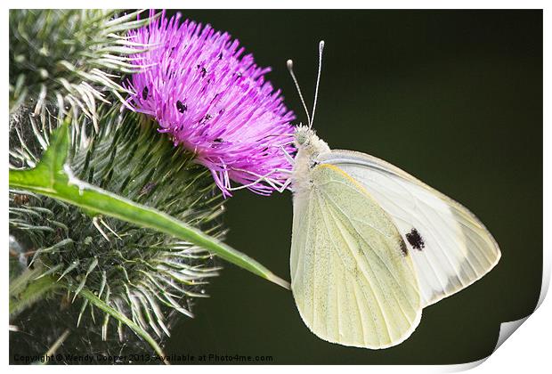 White Butterfly Feeding Print by Wendy Cooper
