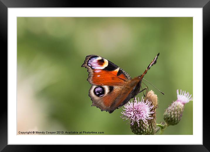 Peacock Butterfly on Thistles Framed Mounted Print by Wendy Cooper