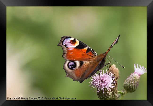 Peacock Butterfly on Thistles Framed Print by Wendy Cooper