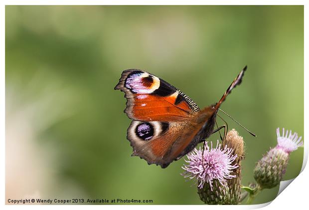 Peacock Butterfly on Thistles Print by Wendy Cooper