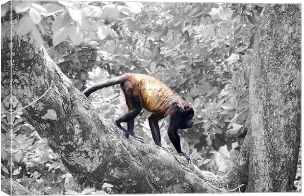 Full Colored Monkey with B/W Background Canvas Print by james balzano, jr.