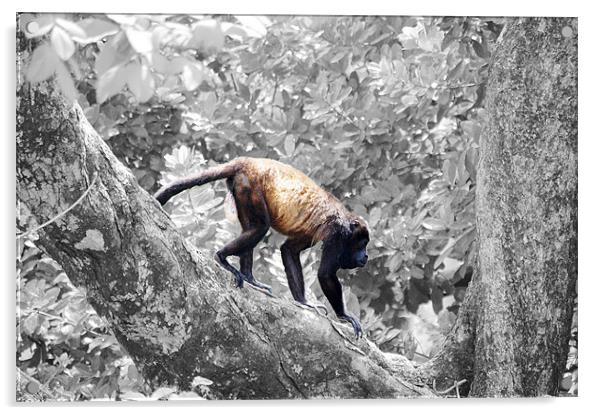 Full Colored Monkey with B/W Background Acrylic by james balzano, jr.