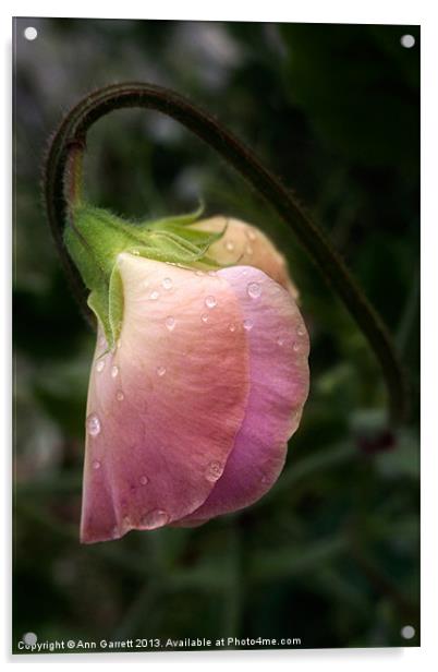 Sweet Pea in the Rain Acrylic by Ann Garrett