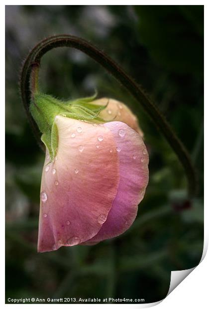 Sweet Pea in the Rain Print by Ann Garrett