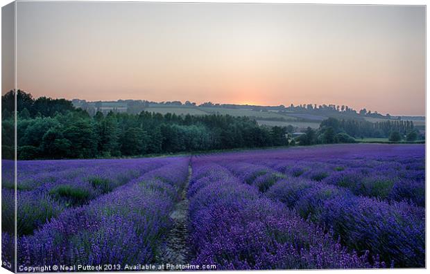 Lavender Field Canvas Print by Neal P