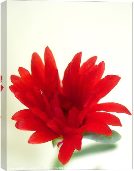 Red Flower Canvas Print by james richmond
