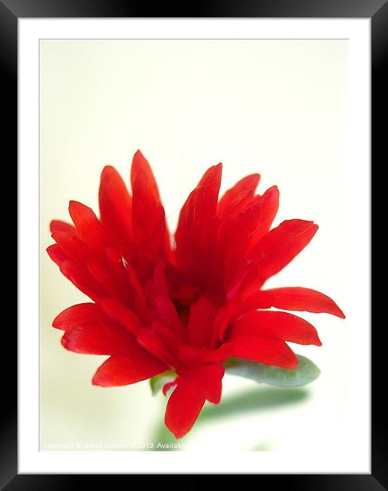 Red Flower Framed Mounted Print by james richmond