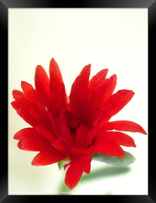 Red Flower Framed Print by james richmond