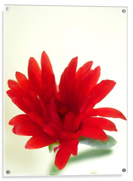 Red Flower Acrylic by james richmond