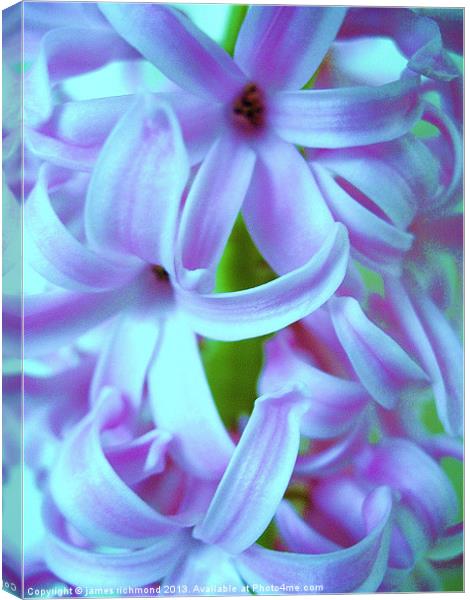 Blue Hyacinth Canvas Print by james richmond