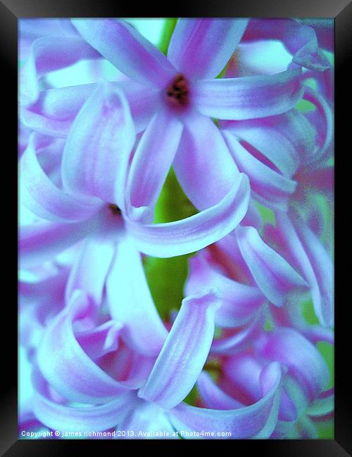 Blue Hyacinth Framed Print by james richmond