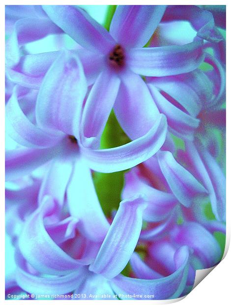 Blue Hyacinth Print by james richmond