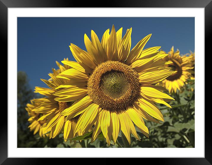 Sunflowers Under A Clear Blue Sky Framed Mounted Print by Nigel Jones