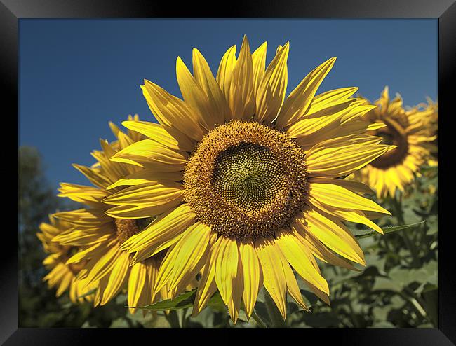 Sunflowers Under A Clear Blue Sky Framed Print by Nigel Jones