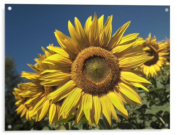 Sunflowers Under A Clear Blue Sky Acrylic by Nigel Jones