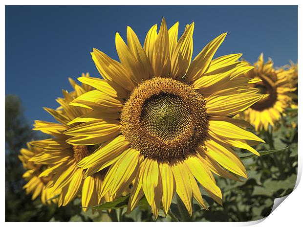 Sunflowers Under A Clear Blue Sky Print by Nigel Jones