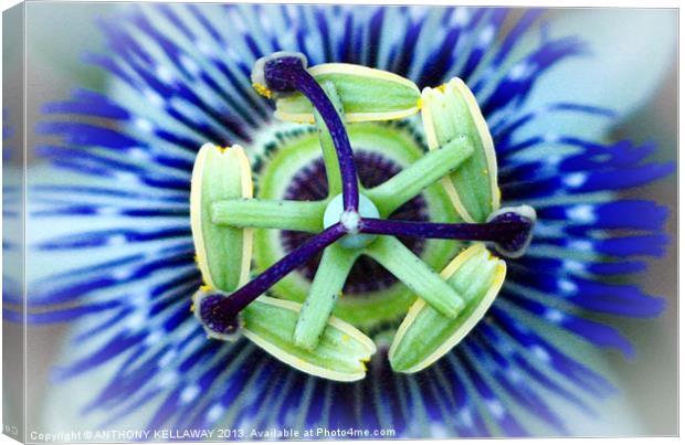 PASSION FLOWER Canvas Print by Anthony Kellaway