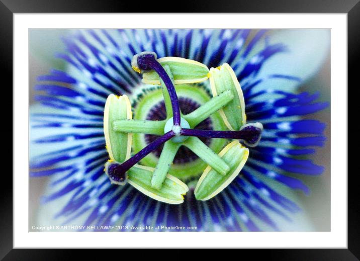 PASSION FLOWER Framed Mounted Print by Anthony Kellaway