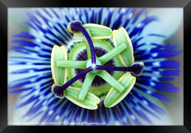 PASSION FLOWER Framed Print by Anthony Kellaway