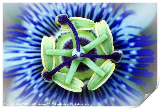 PASSION FLOWER Print by Anthony Kellaway