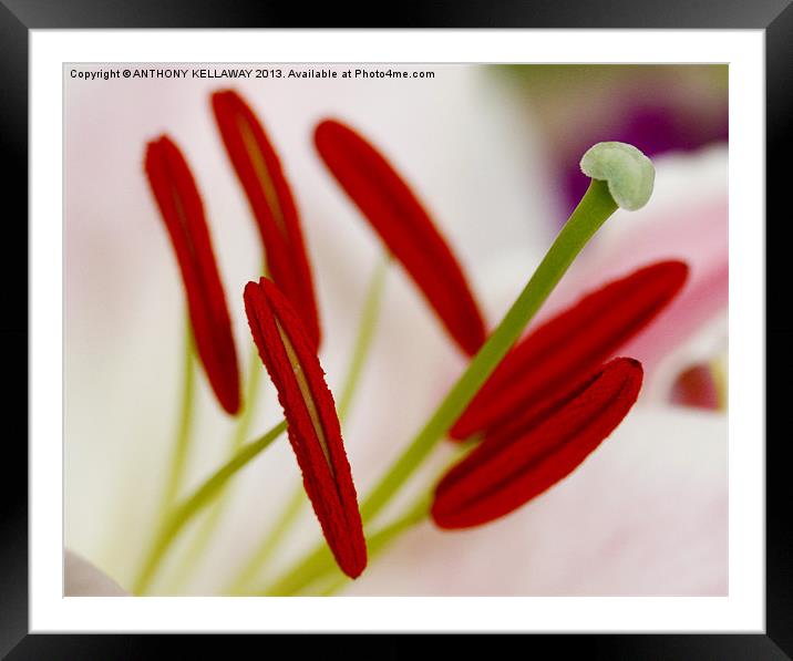 LILY STAMENS MACRO Framed Mounted Print by Anthony Kellaway