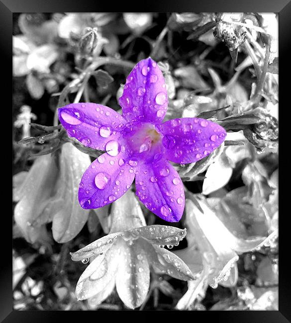 small purple flower Framed Print by Georgie Lilly
