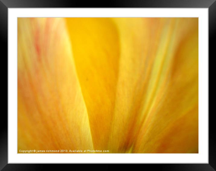 Golden Tulip Petal Framed Mounted Print by james richmond