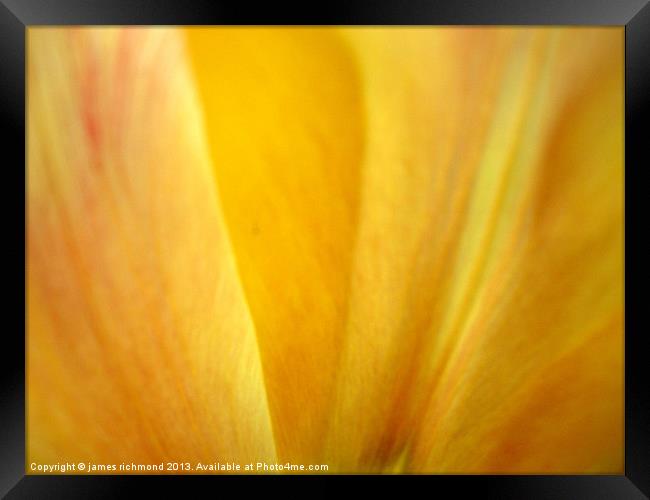 Golden Tulip Petal Framed Print by james richmond