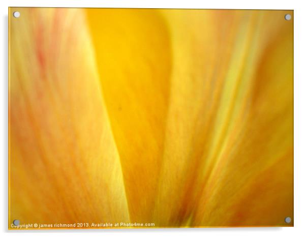 Golden Tulip Petal Acrylic by james richmond