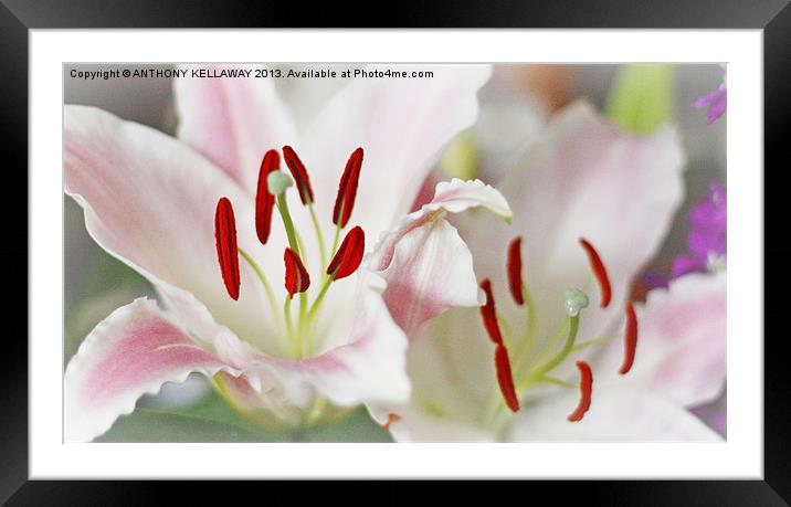 LOVELY LILLIES Framed Mounted Print by Anthony Kellaway