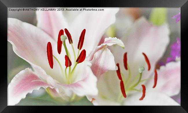 LOVELY LILLIES Framed Print by Anthony Kellaway