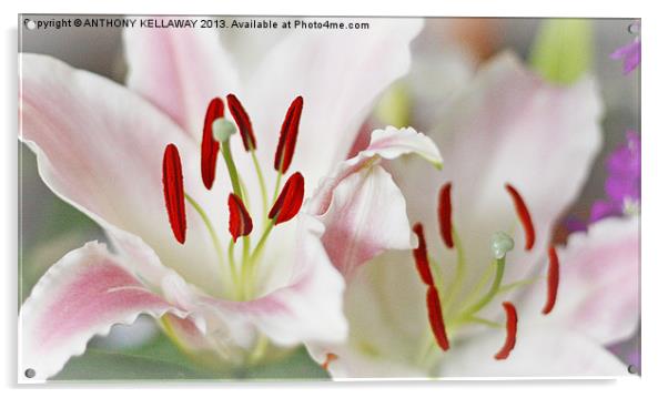 LOVELY LILLIES Acrylic by Anthony Kellaway