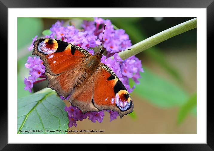 Peacock Butterfly 2 Framed Mounted Print by Mark  F Banks