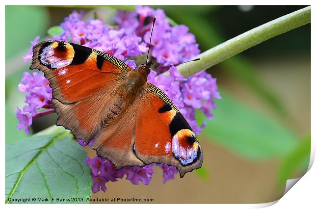 Peacock Butterfly 2 Print by Mark  F Banks