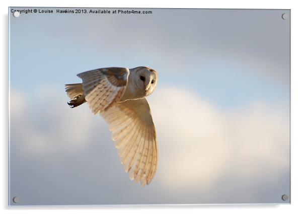 Hunting Barn Owl Acrylic by Louise  Hawkins