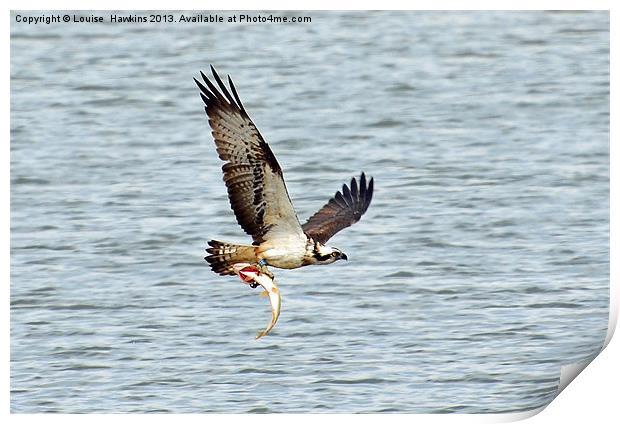 Osprey with fish Print by Louise  Hawkins