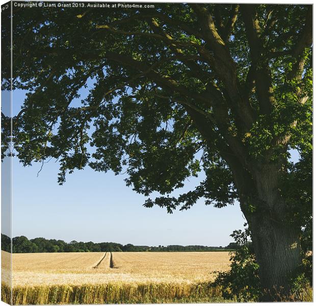 Field of barley and Oak tree in evening light. Canvas Print by Liam Grant