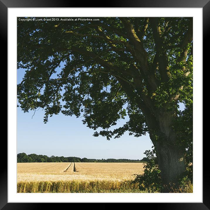 Field of barley and Oak tree in evening light. Framed Mounted Print by Liam Grant