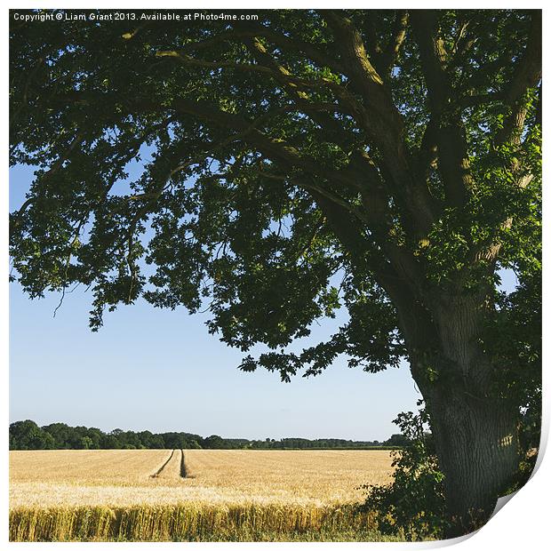 Field of barley and Oak tree in evening light. Print by Liam Grant