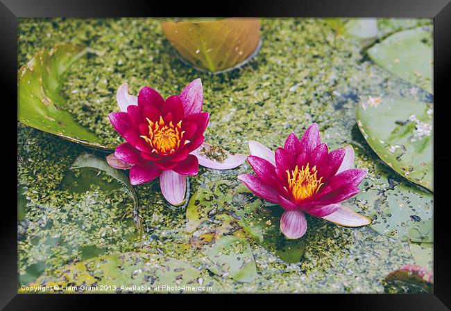 Red Water-lily (Nymphaea James Brydon). Framed Print by Liam Grant