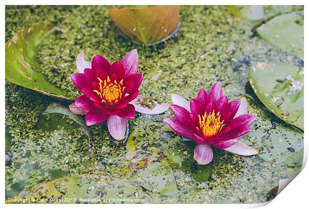 Red Water-lily (Nymphaea James Brydon). Print by Liam Grant