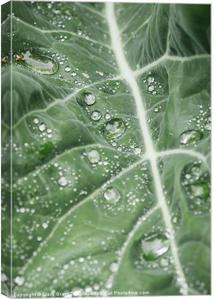 Rain water on a Purple Cauliflower leaf. Canvas Print by Liam Grant